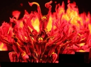 关于晋级下一阶段首场状态出色，塞尔维亚队观众沸腾！，Rookie重返赛场赢得满堂喝彩的信息